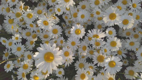 flores blancas de margarita en un campo desde arriba