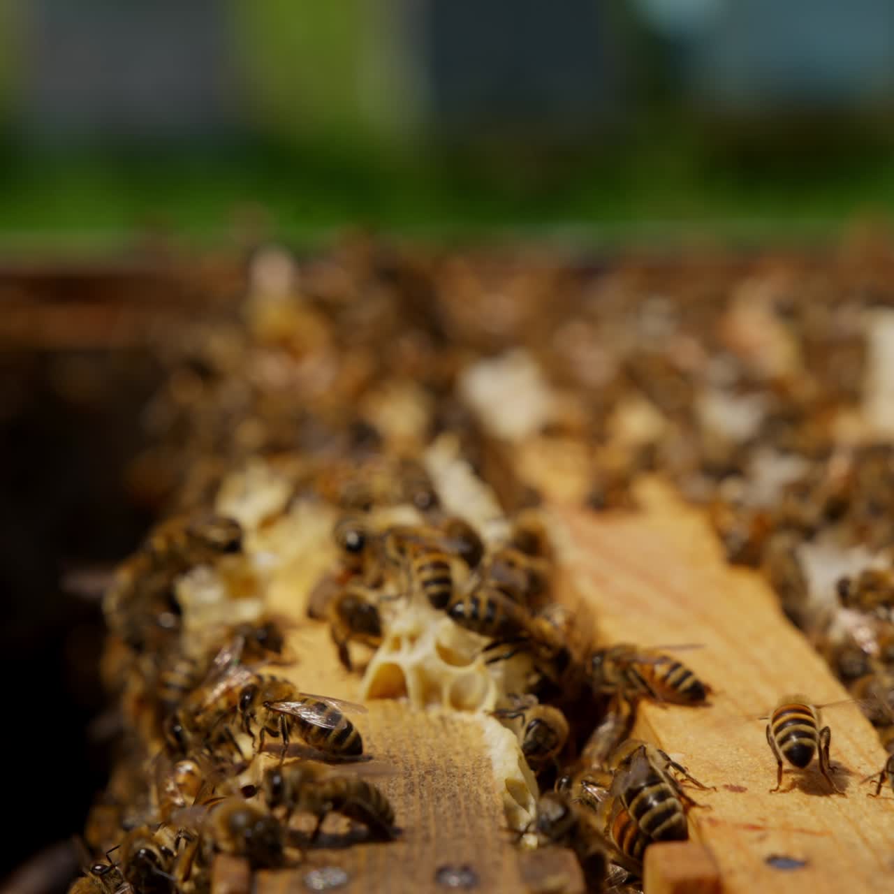 Tiny working bees swarming over the wooden frames. Honey insects crawl back and forth producing wax. Close up. Blurred backdrop