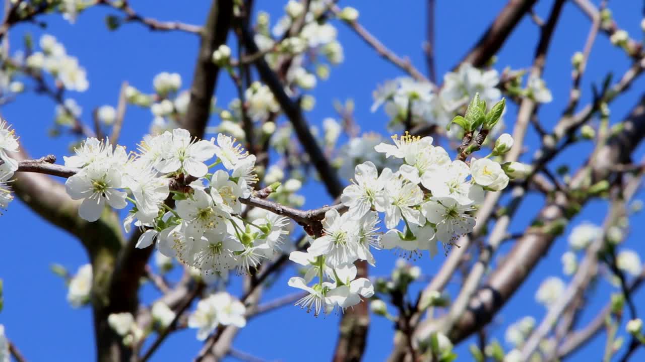 Plum Tree blossoming in early Spring. UK