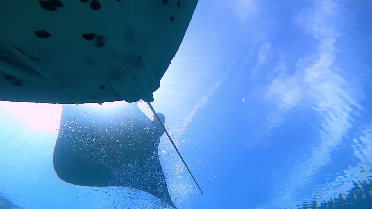 A big mantaray surface feeding and swimming down above the camera and one other manta crossing path