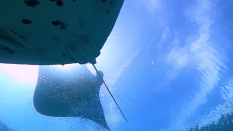 a big mantaray surface feeding and swimming down above the camera and one other manta crossing path