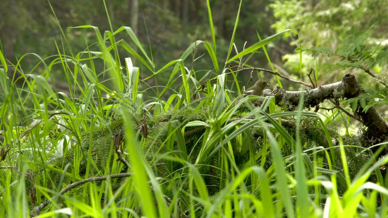 un pájaro chaffinch saltando 4k fs700 odyssey 7q