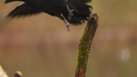 raven on a branch