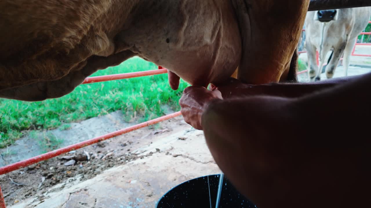 Milking a cow by hand, close-up of strong hands and fresh milk in rustic setting
