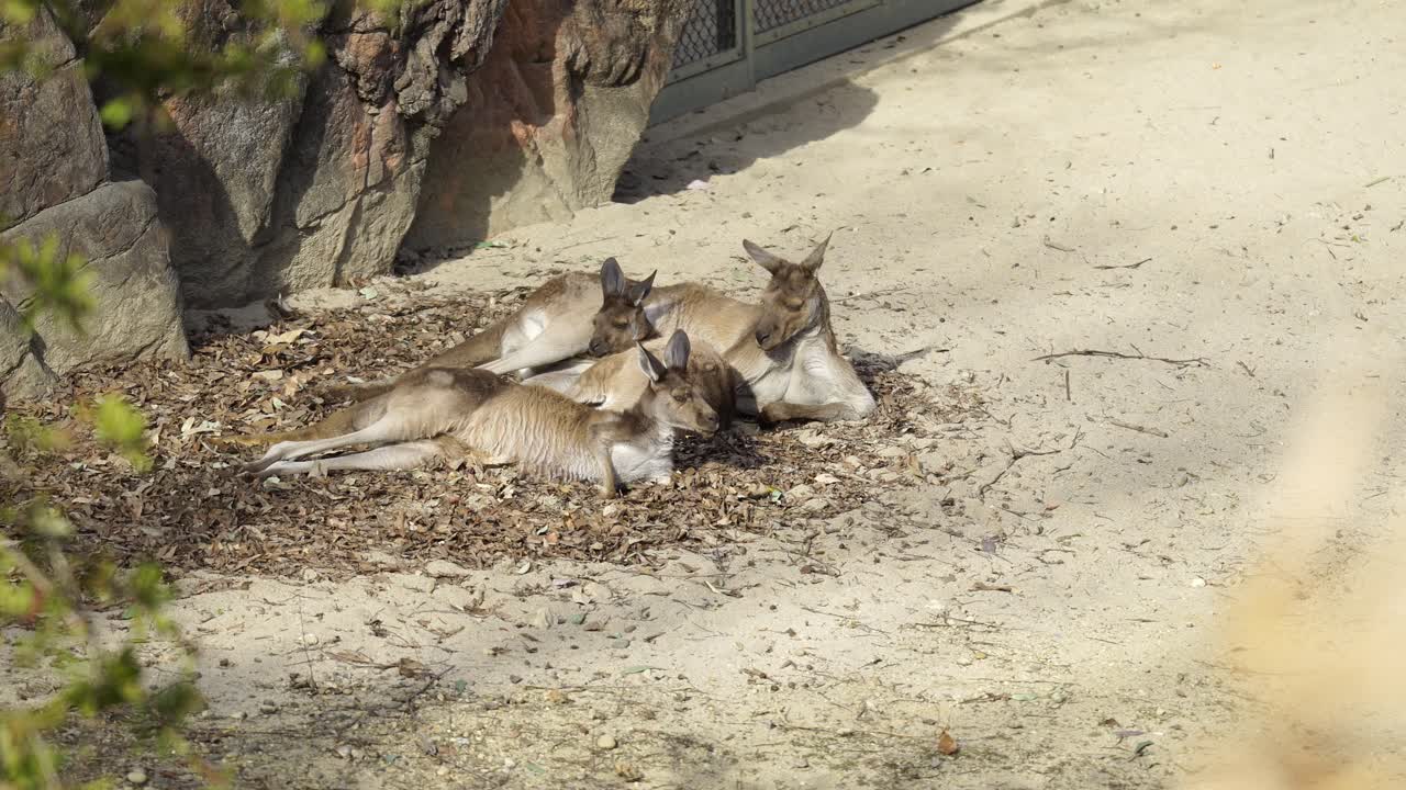Tre canguri che si riposano sotto il sole splendente allo zoo di Toyohashi Nonhoi