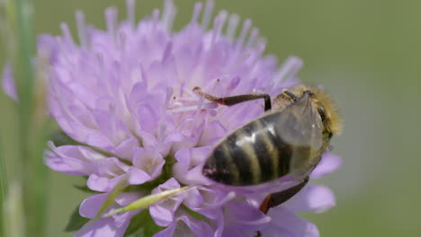 Closeup-of-wild-bee-collecting-pollen-of-blooming-flower-in-wilderness-during-sun