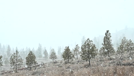 The-Silent-Serenade-of-Snow-in-the-Woods