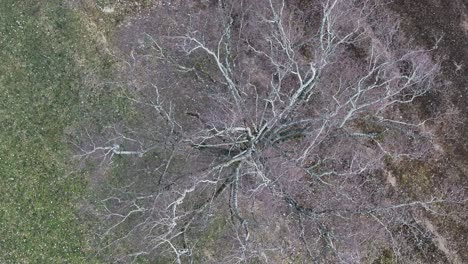 vista aérea de arriba hacia abajo de un árbol desnudo en wessen, suiza