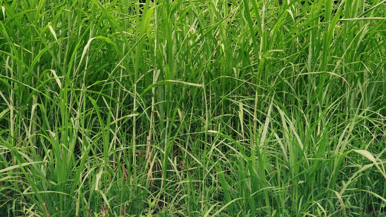 바람의 순환에서 흔들리는 풀