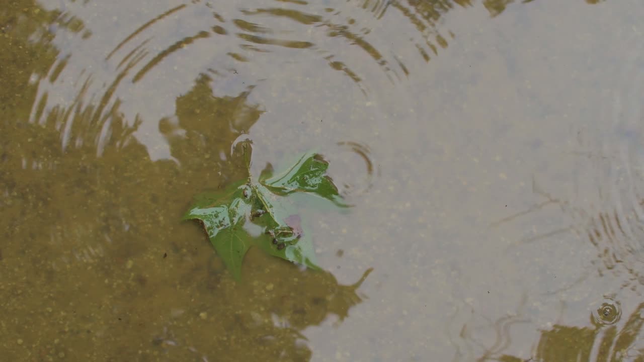 Rain falling into a pond with a tree leaf