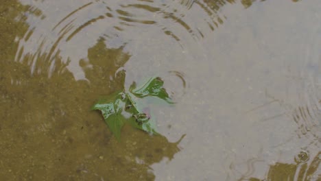 Lluvia-Cayendo-En-Un-Estanque-Con-Una-Hoja-De-árbol