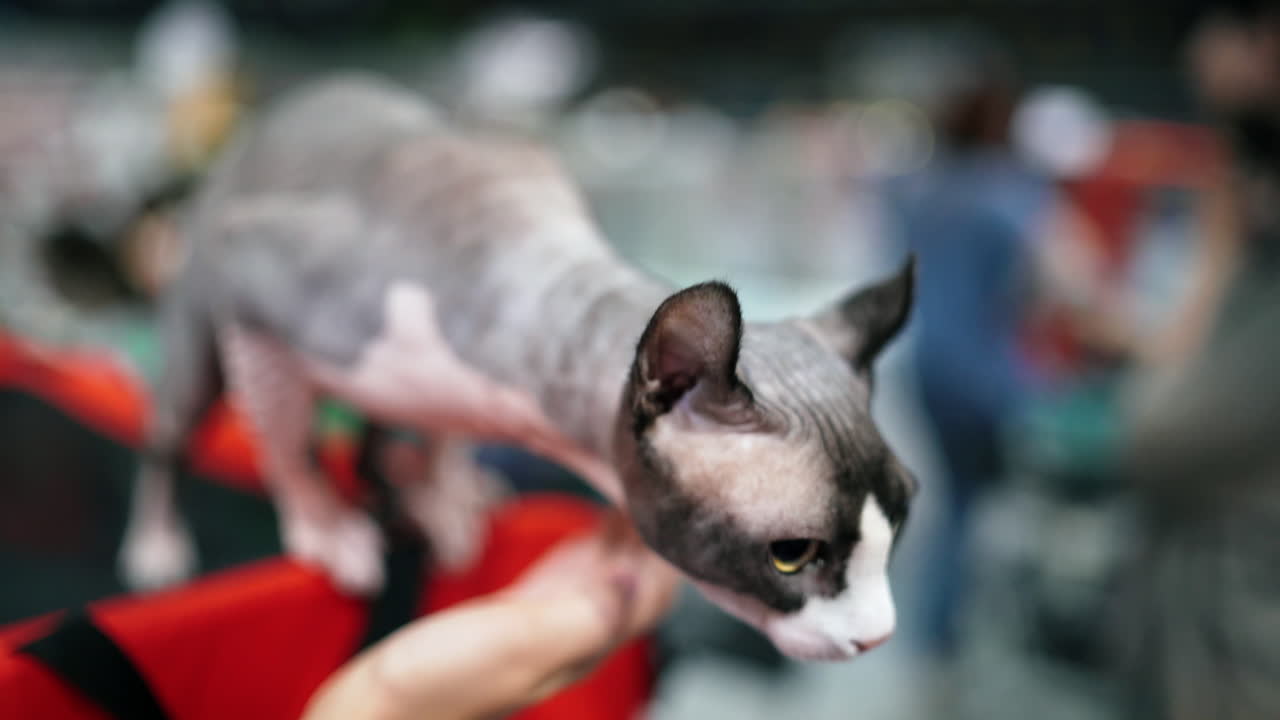 Cat of the Sphynx breed. Elf cat, close-up