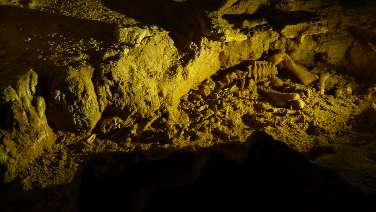 Handheld panning shot of the preserved prehistoric skeleton bones of an extinct moa bird discovered inside a limestone cave in New Zealand