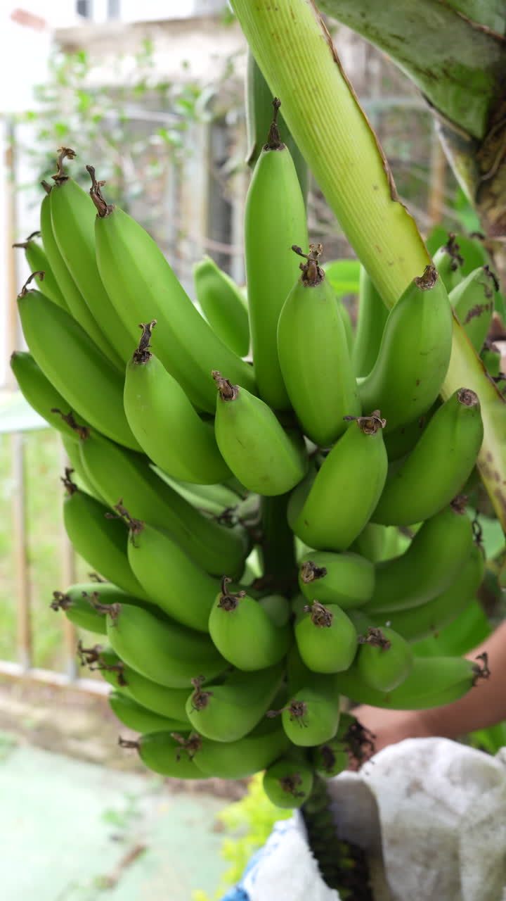 Close-up vertical video of hands unwrapping a fresh banana bunch. Ideal for mobile viewing, social media, and vertical formats. Captures texture and detail in natural light