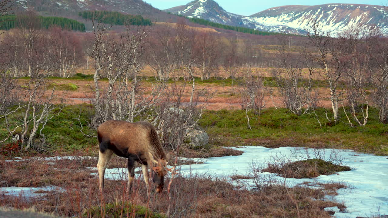Moose grazing among leafless trees in a small marshy plot of land with snowy mountains in the background, medium shot