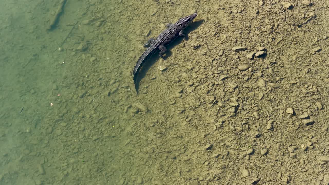 Drone captures a saltwater crocodile swimming in clear waters of Port Douglas, highlighting its natural habitat and behavior