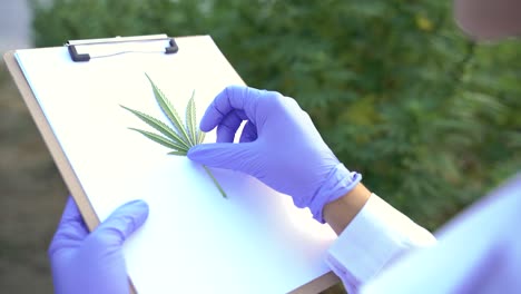 crop scientist with document analyzing cannabis plants