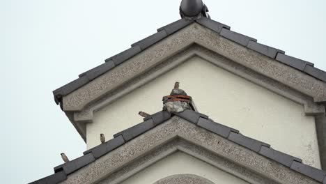 tiny little sparrows perching on the a-frame roof top practicing social distancing