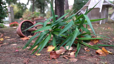 después de una tormenta agresiva, una gran planta arrojada a la tierra por el viento