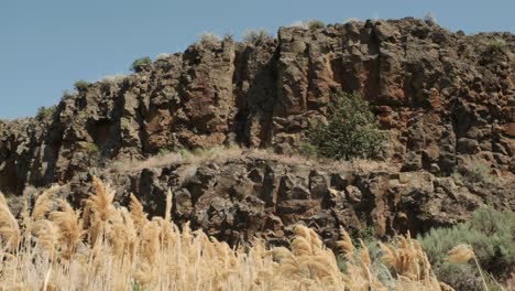 At-bottom-of-volcanic-rock-cliffs,-golden-pampas-grass-blows-in-breeze