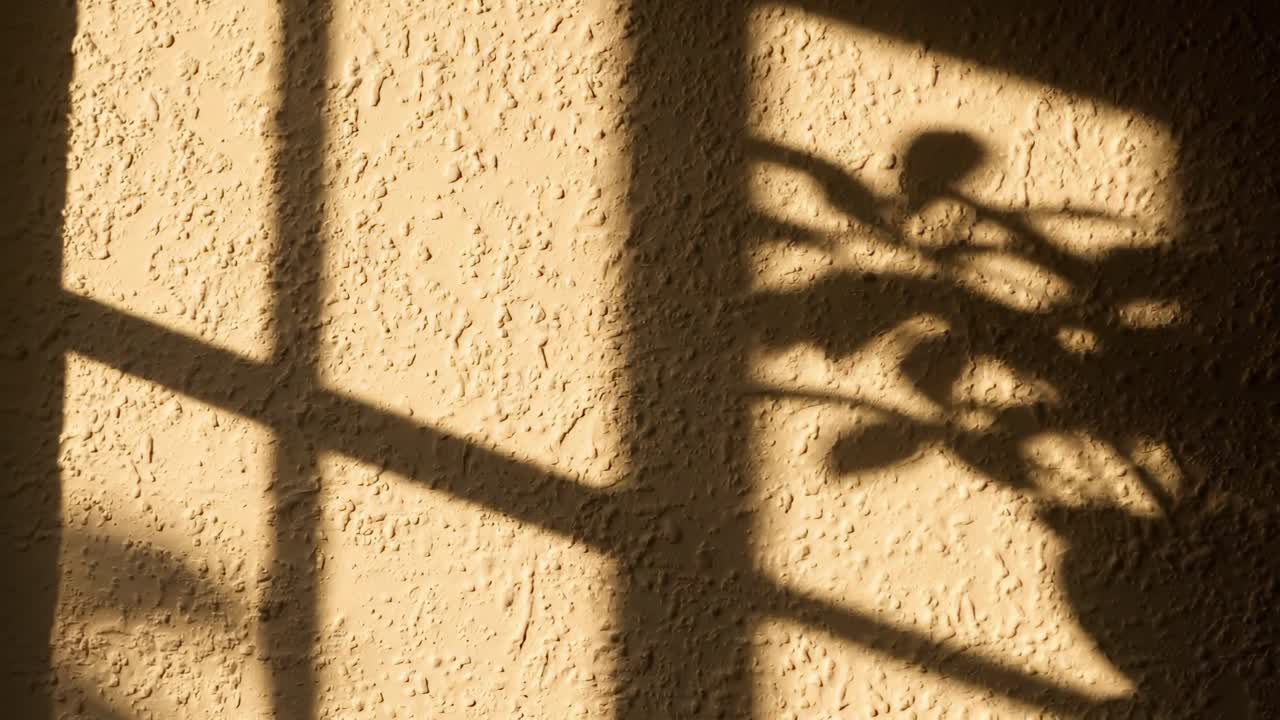 A low-angle video captures plant shadows on a textured wall, creating a serene, abstract scene