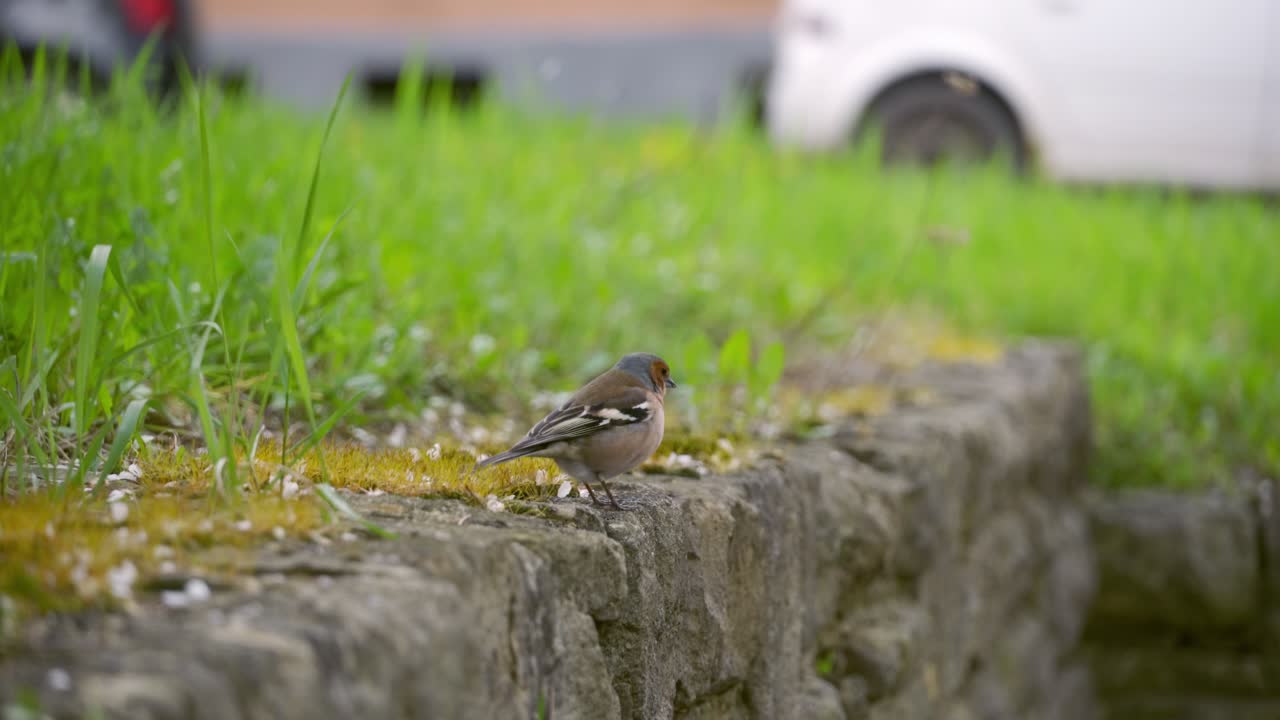 도시에서 흔한 chaffinch 점프