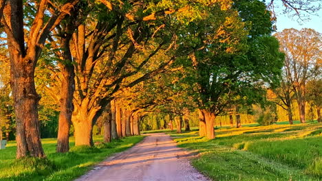 country road with trees on both sides illuminated by low golden hour light