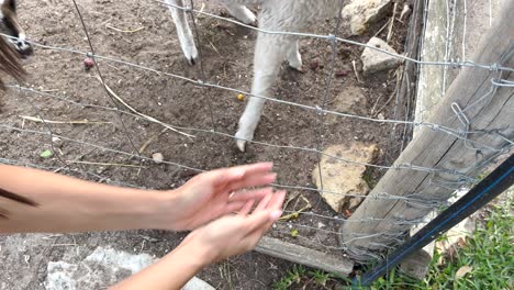 Woman-feeding-lamb-through-a-fence