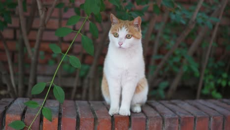 close-up of cat sitting on the ground