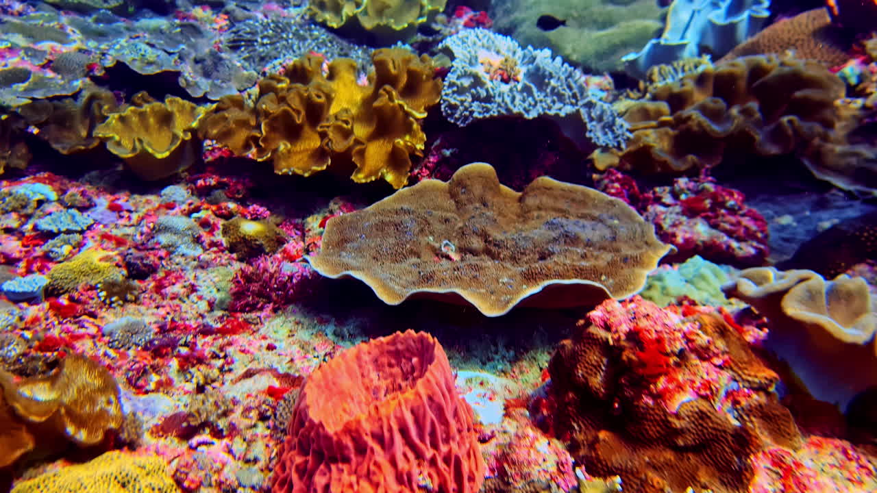 Primissimo piano di una barriera corallina tropicale rigogliosa e densa, che mostra uno straordinario mix di specie di coralli molli e coralli colorati, tra cui coralli a forma di fungo e a forma di piatto.