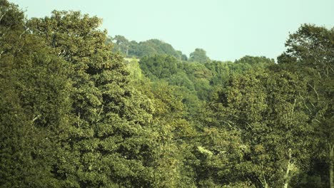 a bird fly's across dense and fully leafed summer trees in england on a warm day