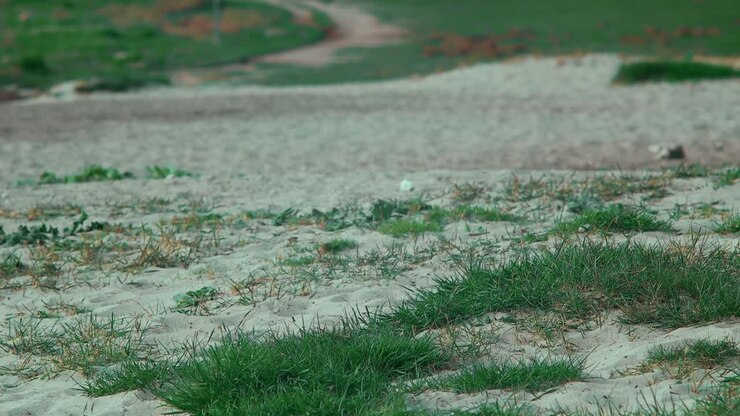 Green Grass and white sand near the ocean summertime