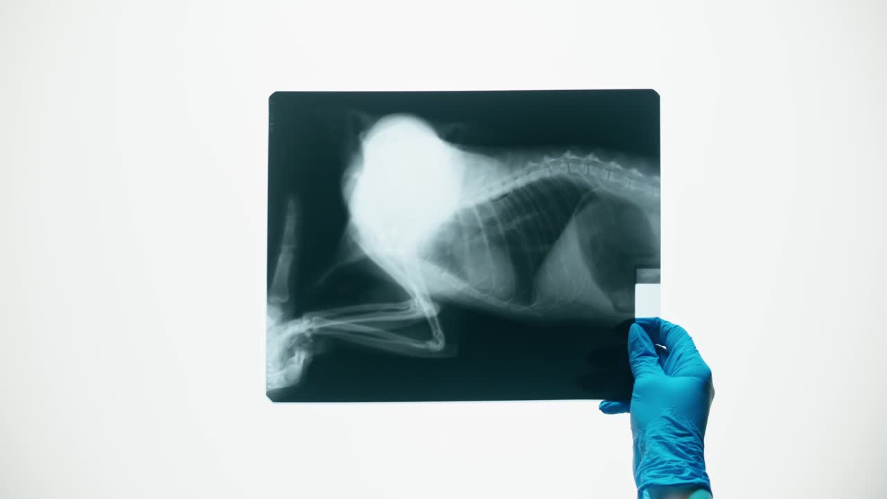 Mano guantata che tiene in mano ed esamina una pellicola radiografica animale.