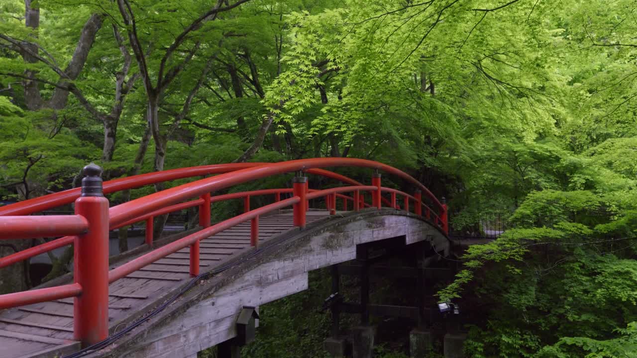 Slow sideways slider over beautiful red wood bridge deep inside lush green forest
