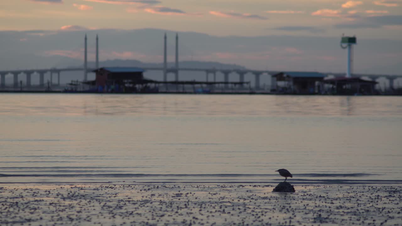 물새가 돌에 고 있다.