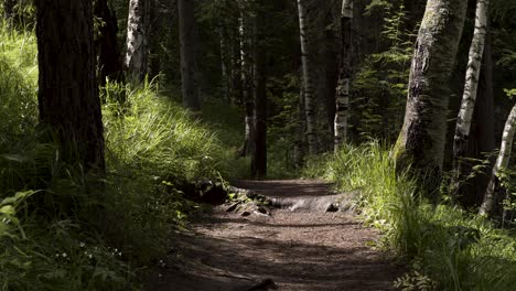 forest path on a sunny day