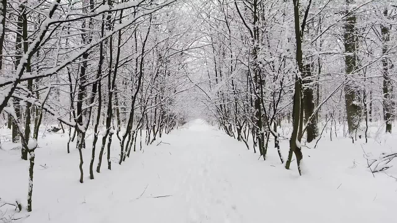 눈 속의 겨울 숲