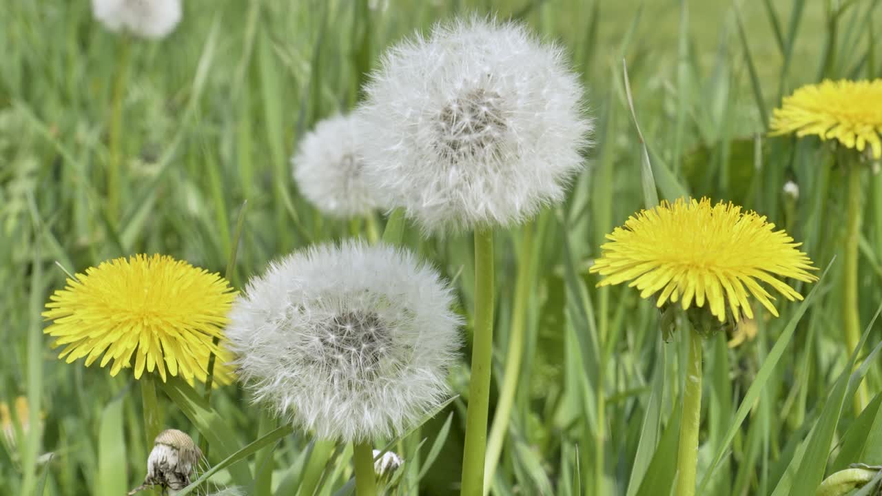 ⁇ 은 날 녹색 잔디 사이에서 바람에 dandelions