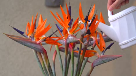 Watering-flower-birds-of-paradise.-Strelitzia-reginae