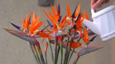 watering flower birds of paradise. strelitzia reginae