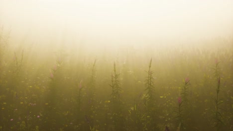 flores silvestres de campo en la niebla profunda