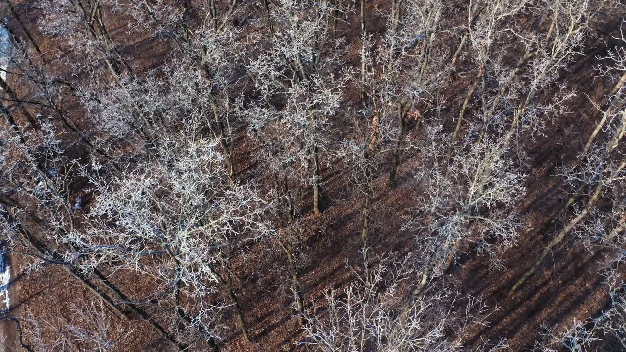 Leafless forest. Nature with naked trees in the wood. View from above on brown trees. Aerial view. Motion camera back.