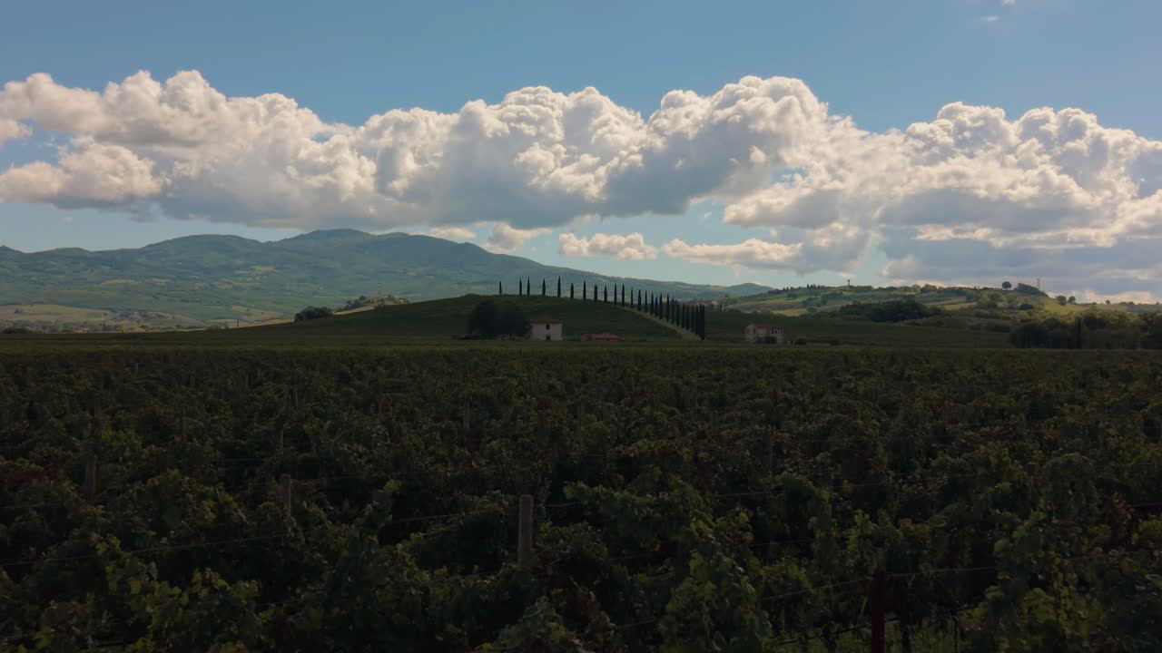 Rows of grapevines stretch across the hills near Val d’Orcia, Tuscany with farmhouses and stone walls