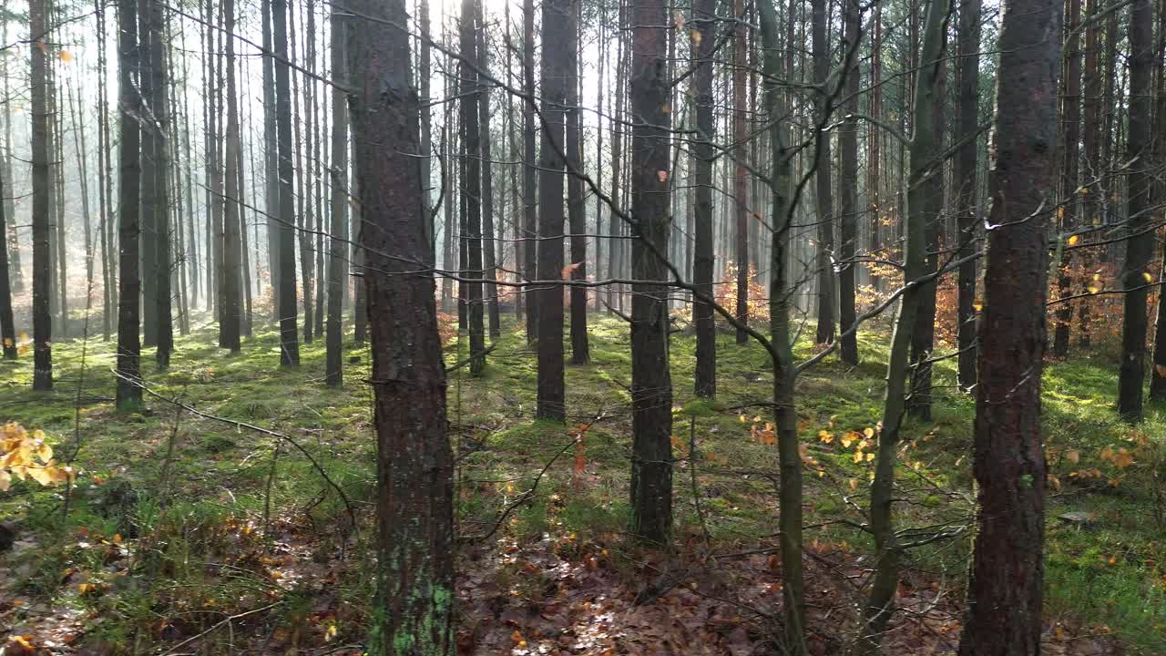 paesaggio forestale misto luce e ombra diapositiva aerea a sinistra