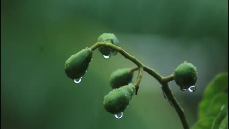 rain drops on green fruits