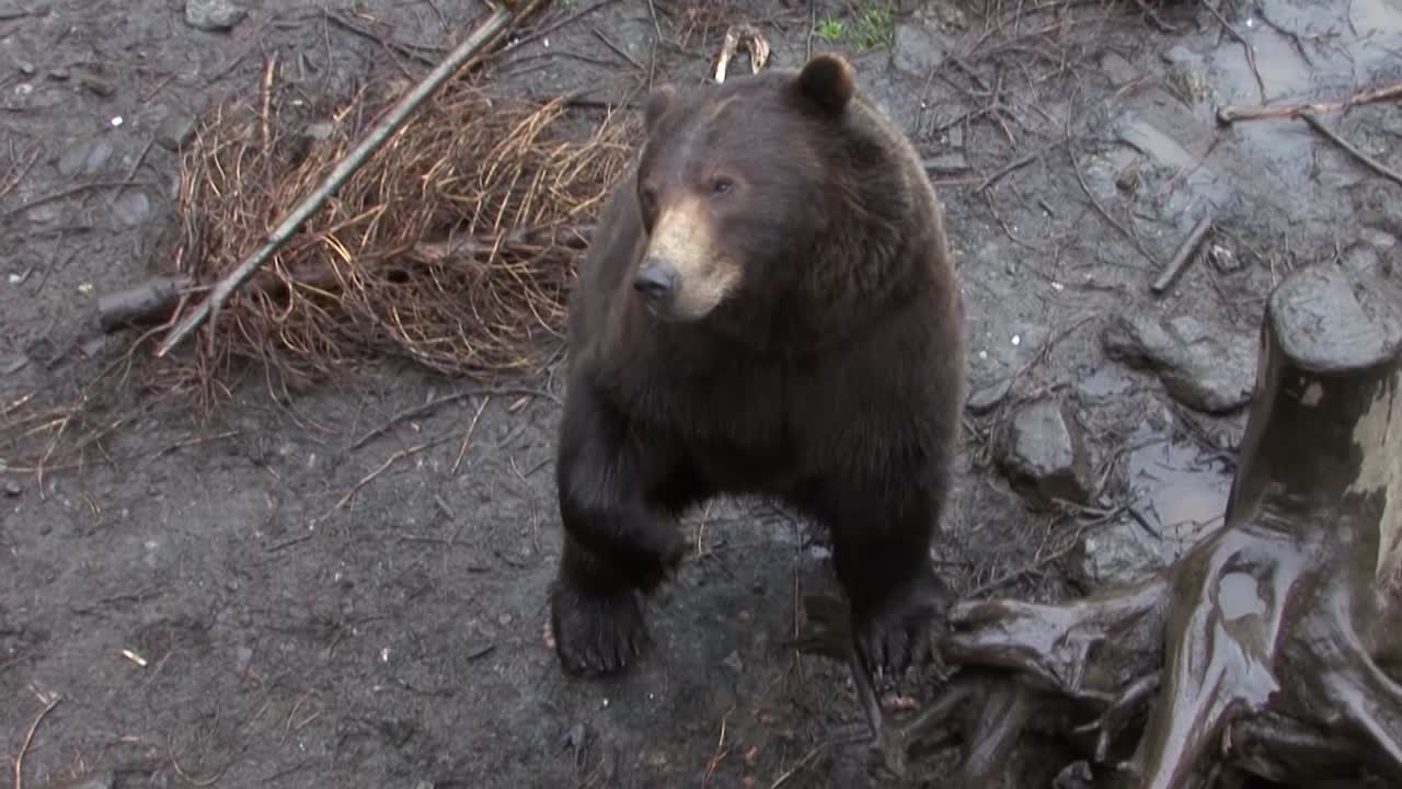 Orso nero che fa un gesto buffo.