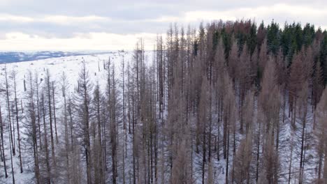 Winter-Landscape-With-Coniferous-Forest-In-Harz,-Germany---drone-shot