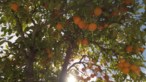 Tilt-down-of-orange-tree-with-sunlight-shining-behind-and-garbage-in-background