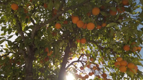 tilt down of orange tree with sunlight shining behind and garbage in background