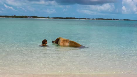 Video-Estático-De-Un-Joven-Caucásico-Interactuando-Con-Un-Cerdo-En-Pig-Island-En-Exuma-En-Las-Bahamas.